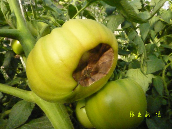 变褐;有的病斑中心有同心轮纹,果皮和果肉柔软,不腐烂,病斑通常直径1